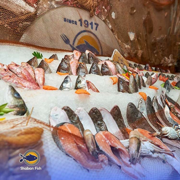 الصور-asmak-shaaban-photo_30799_2022_wa_02_28105